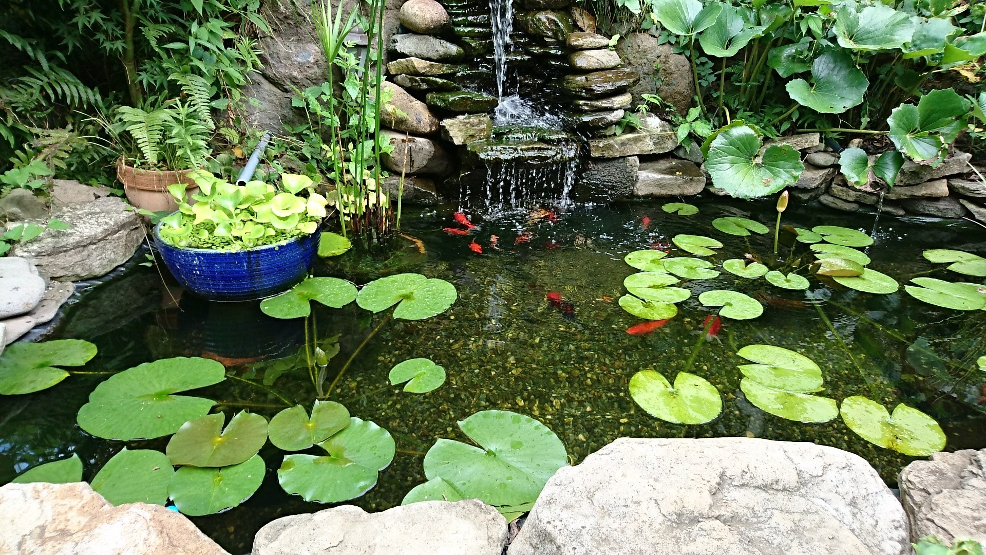 池の水漏れ修復と澄んできた稚魚メダカビオトープ他 庭池日記