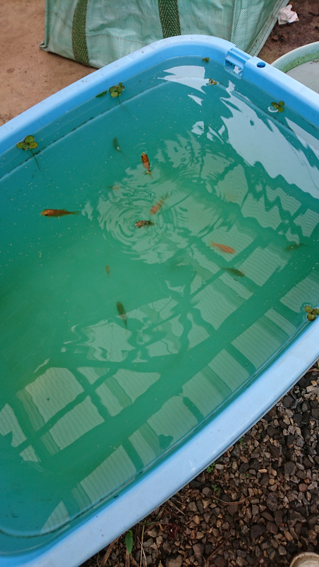 稚魚メダカの為の新しいビオトープづくり 庭池日記