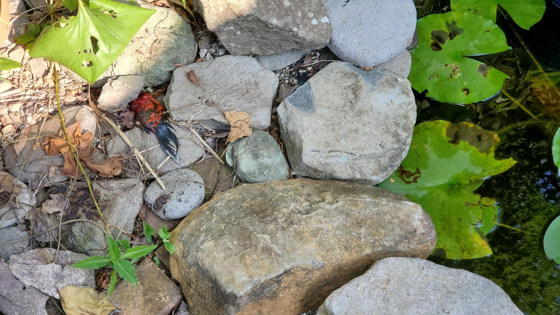 東錦 池から飛び出して死亡 庭池日記