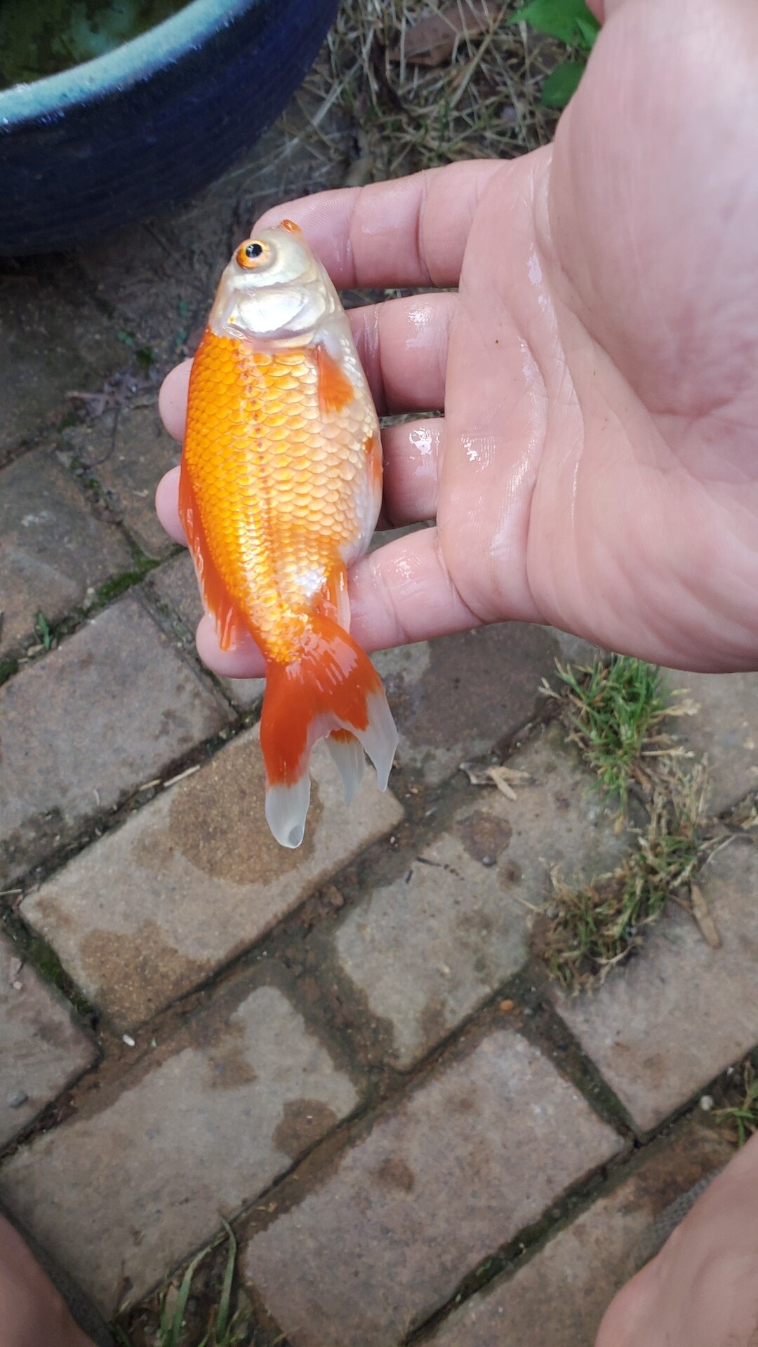 ジャンボオランダが死んでしまった 庭池日記