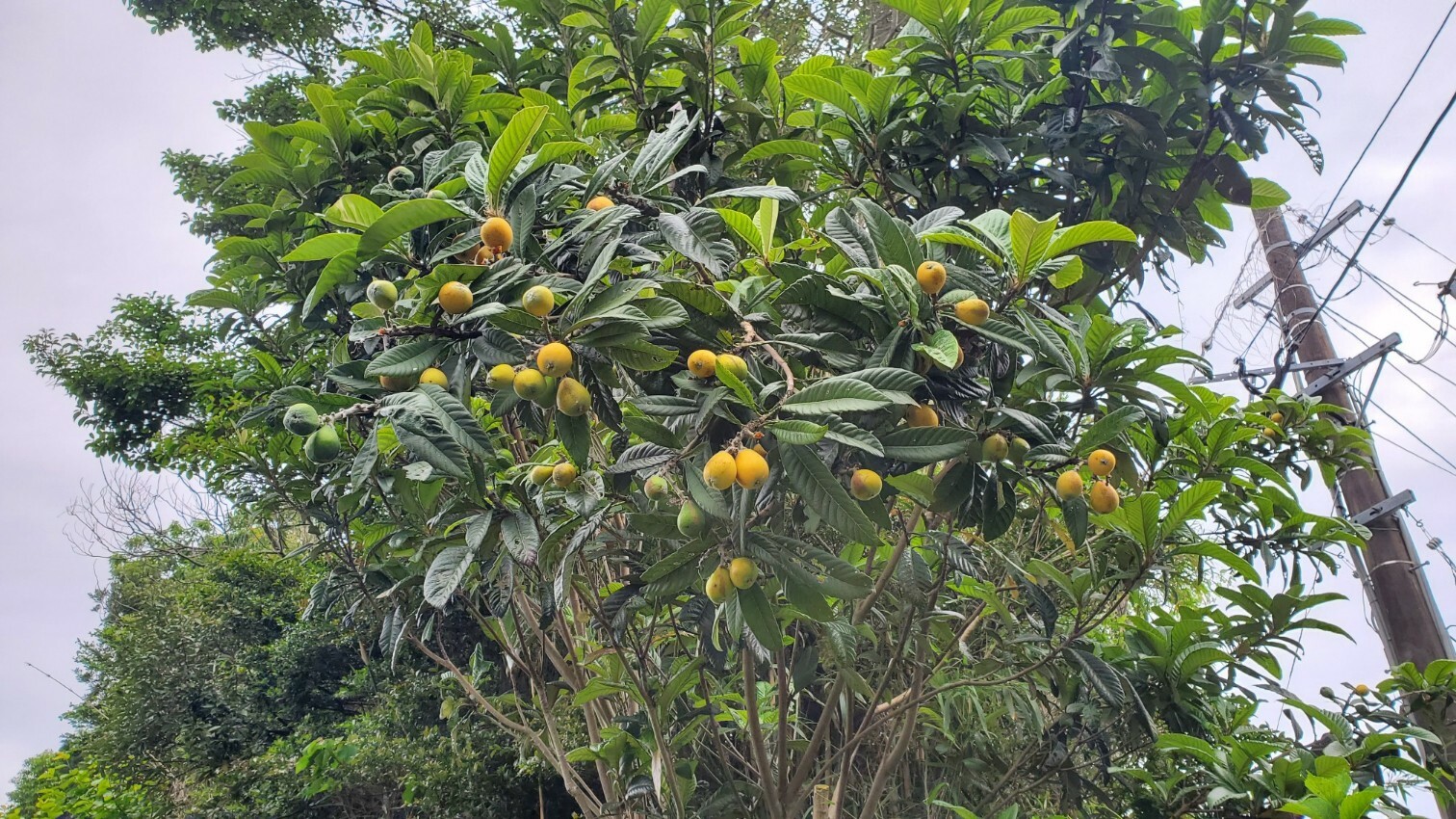 今年植えたばかりのララベリー マルベリー にこんなに実がなった 熱帯果樹等の状況 庭池日記