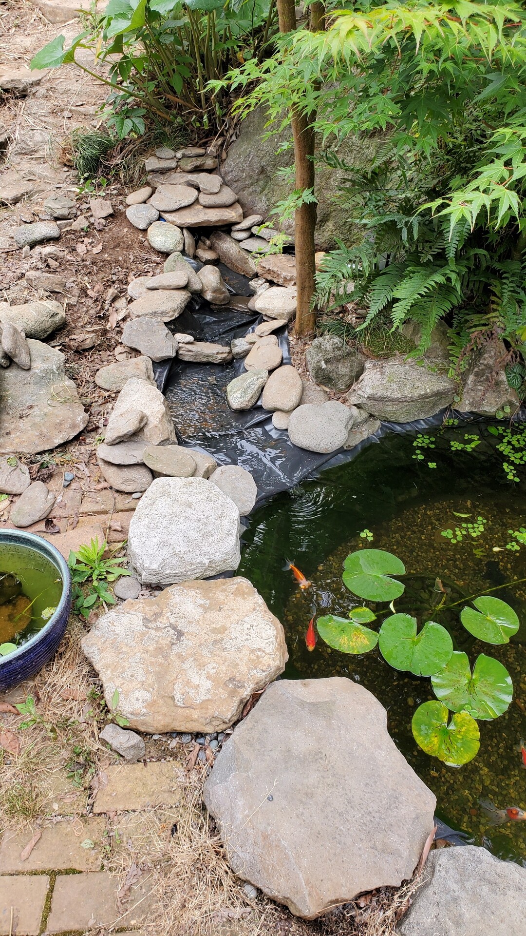 小川完成しましたが 庭池日記