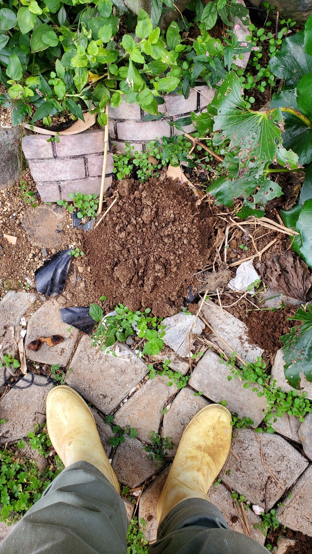 庭はもぐらの穴だらけ 庭池日記 庭はもぐらの穴だらけ 庭池日記