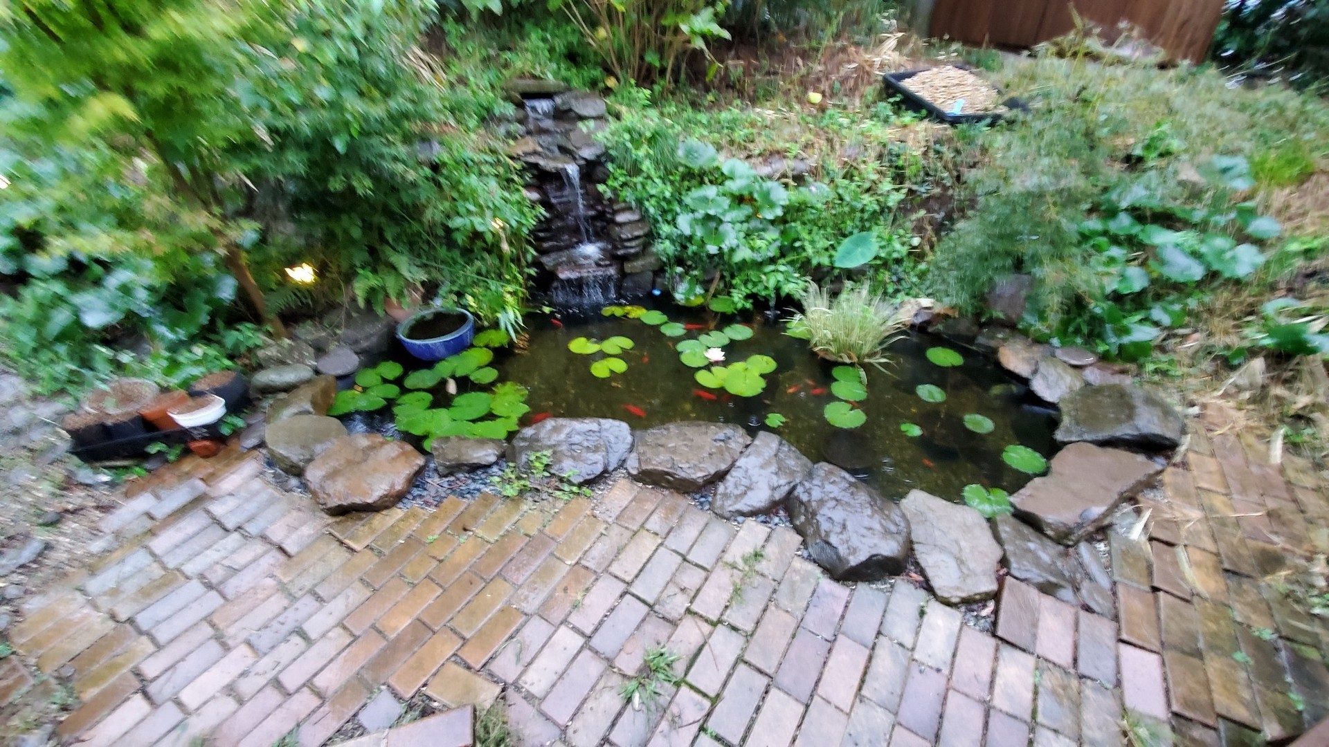 巨大になる金魚 ジャンボオランダ獅子頭を買いに行く 庭池日記