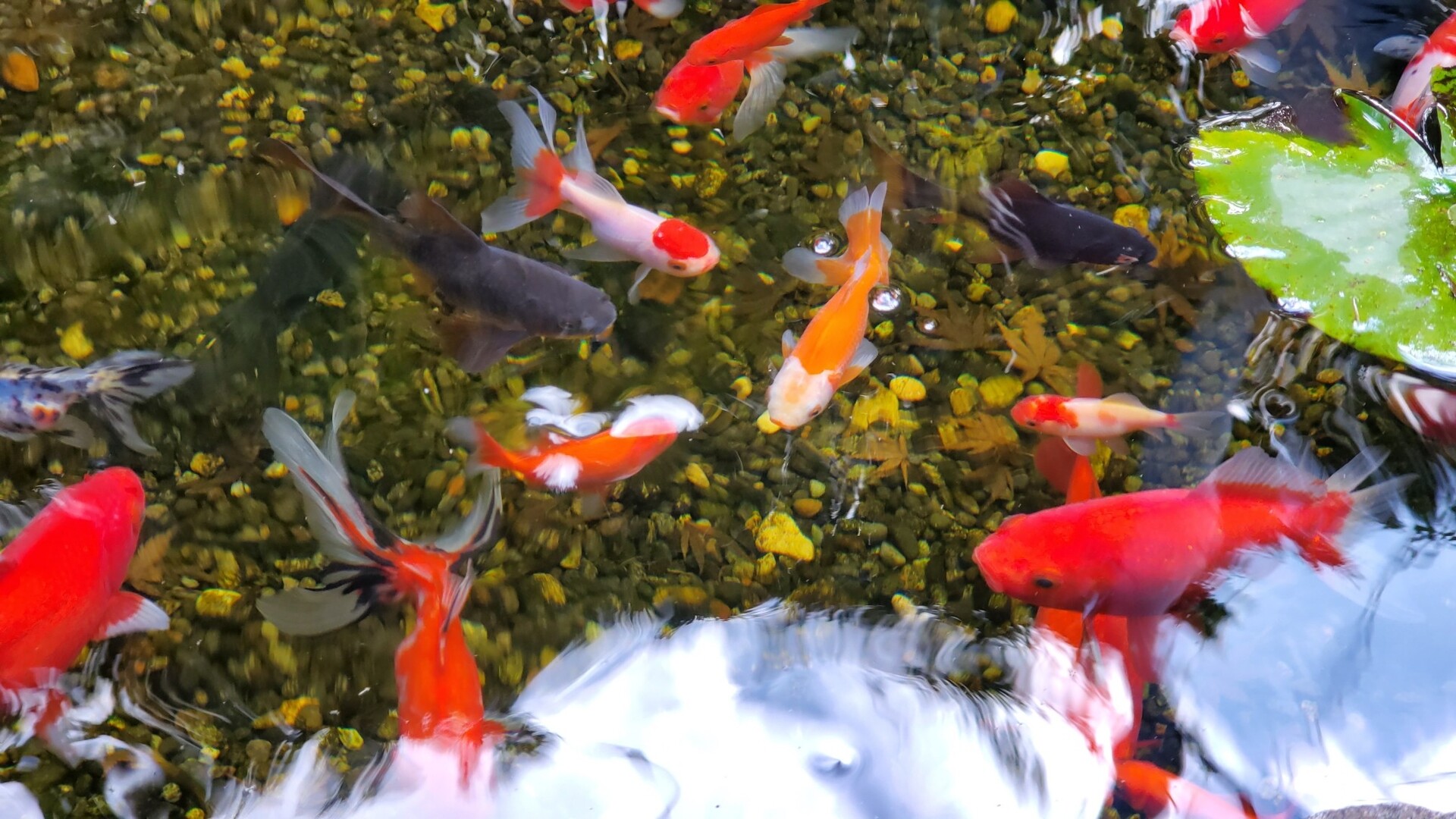金魚が水面から空気を一口含んで水中に潜り ある程度の深さで口から空気を出す行為 庭池日記