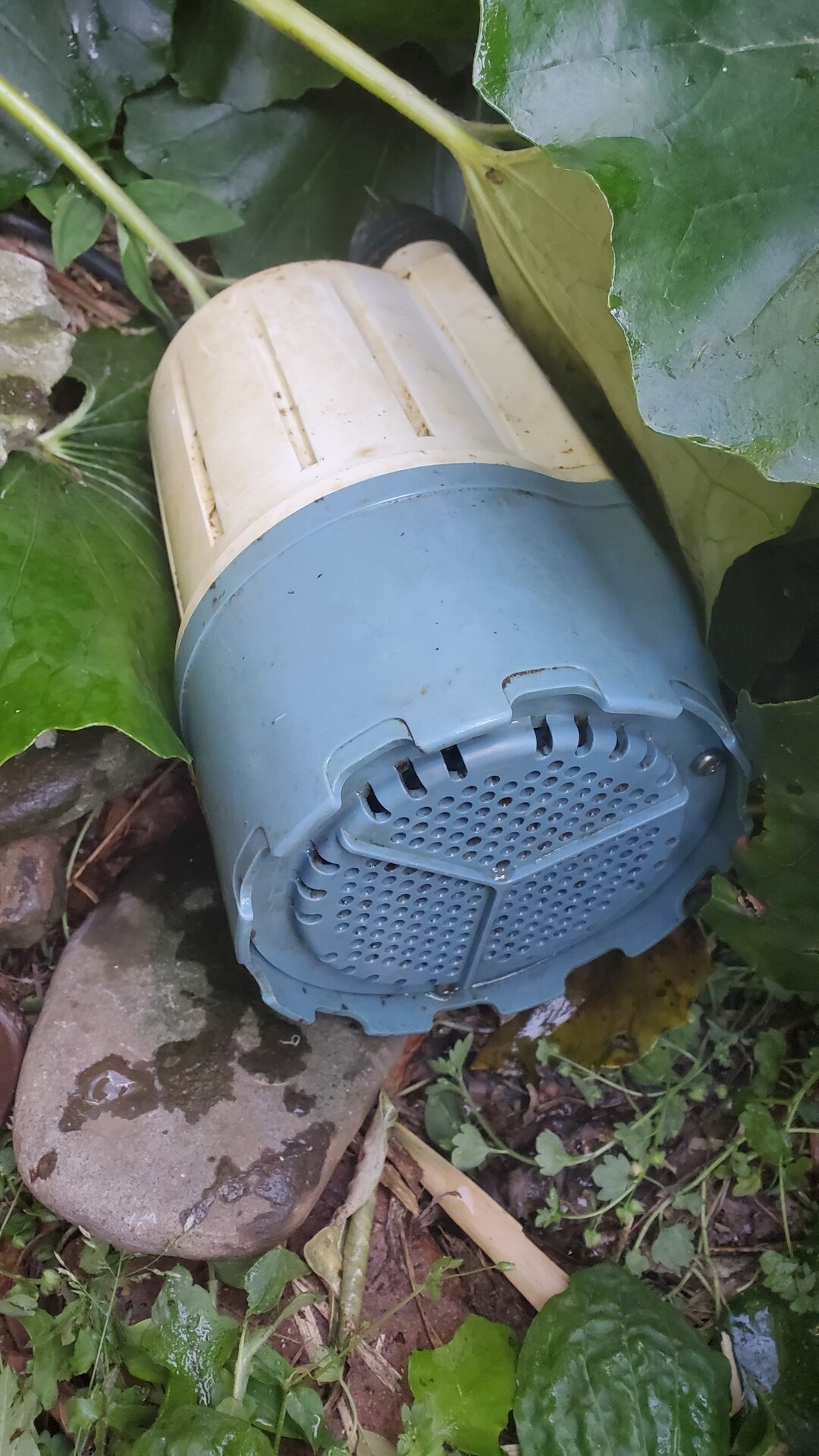 庭池のろ過槽とポンプ掃除 庭池日記