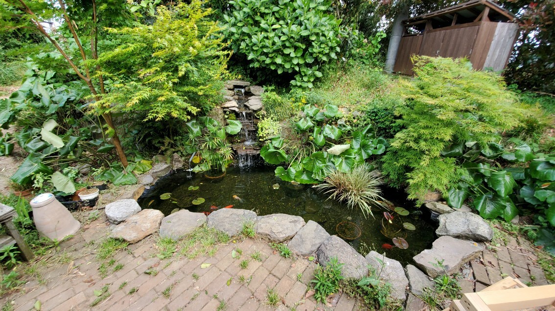 庭池のツワブキ撤去 今日のアイスクリームバナナとスターフルーツ イチョウイモの植え付け 庭池日記