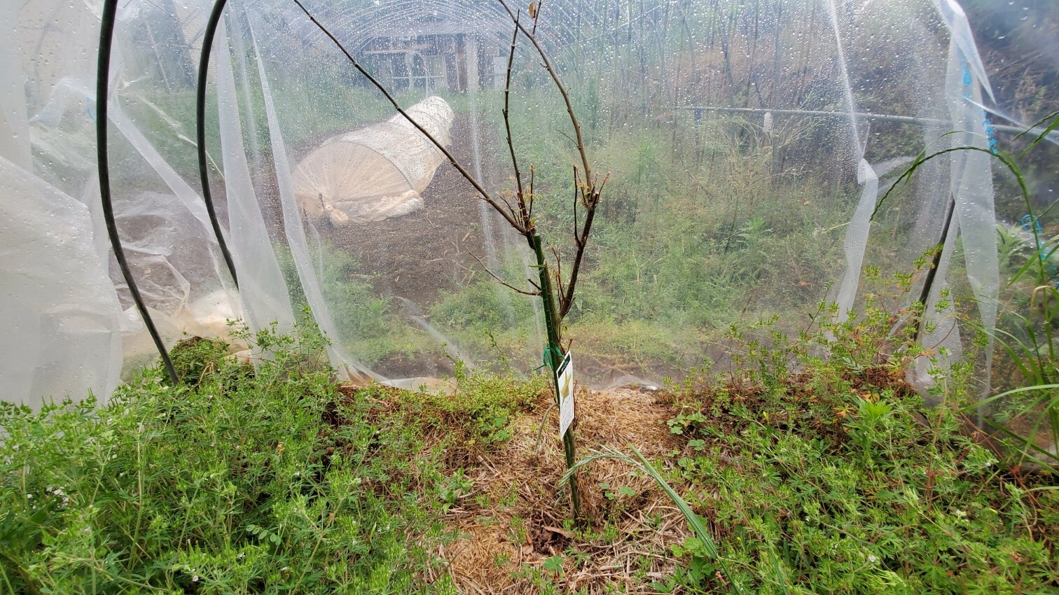 今年植えたばかりのララベリー マルベリー にこんなに実がなった 熱帯果樹等の状況 庭池日記