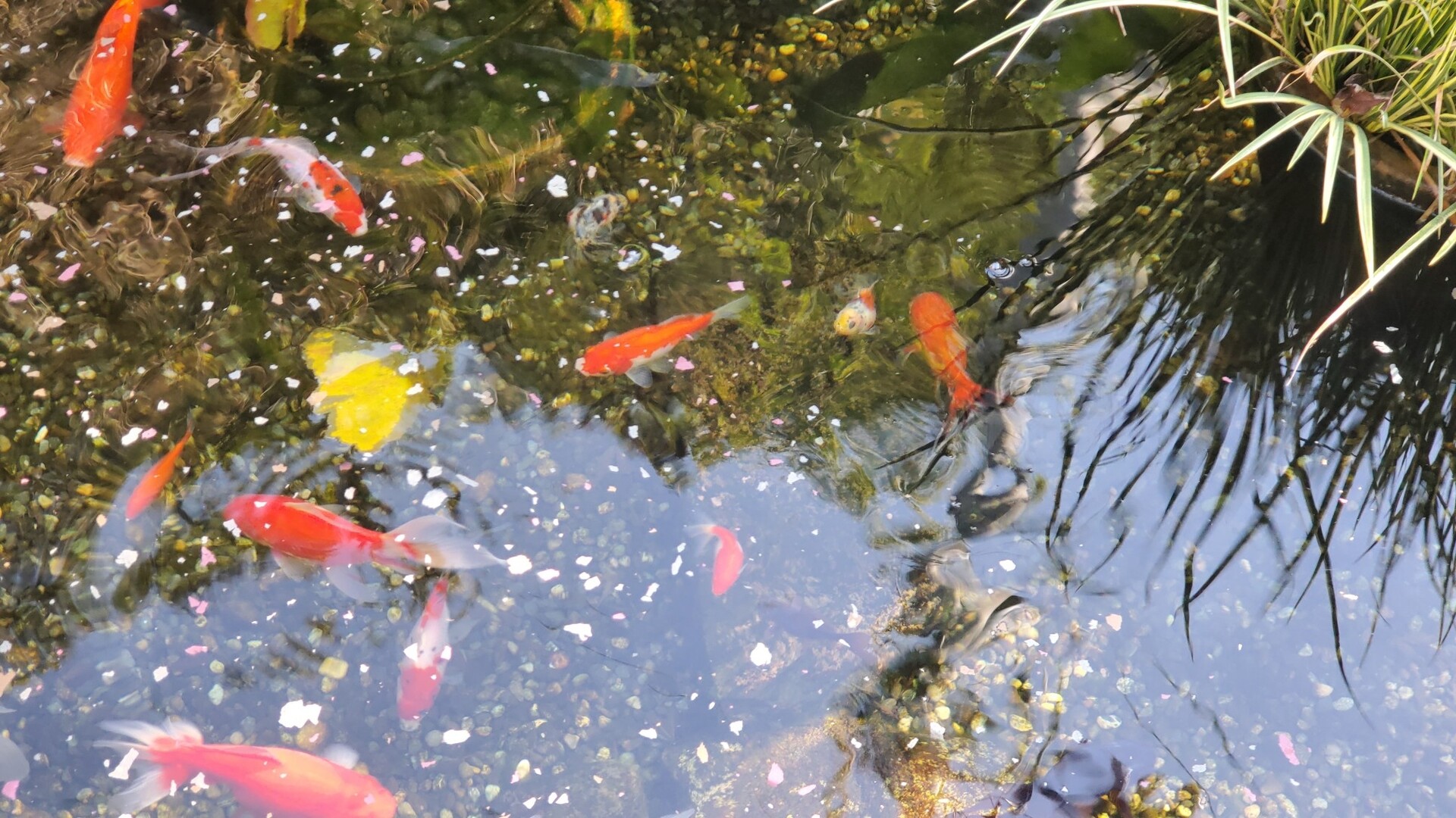 逆立ち病の頂天眼 池に戻した 庭池日記 逆立ち病の頂天眼 池に戻した 庭池日記