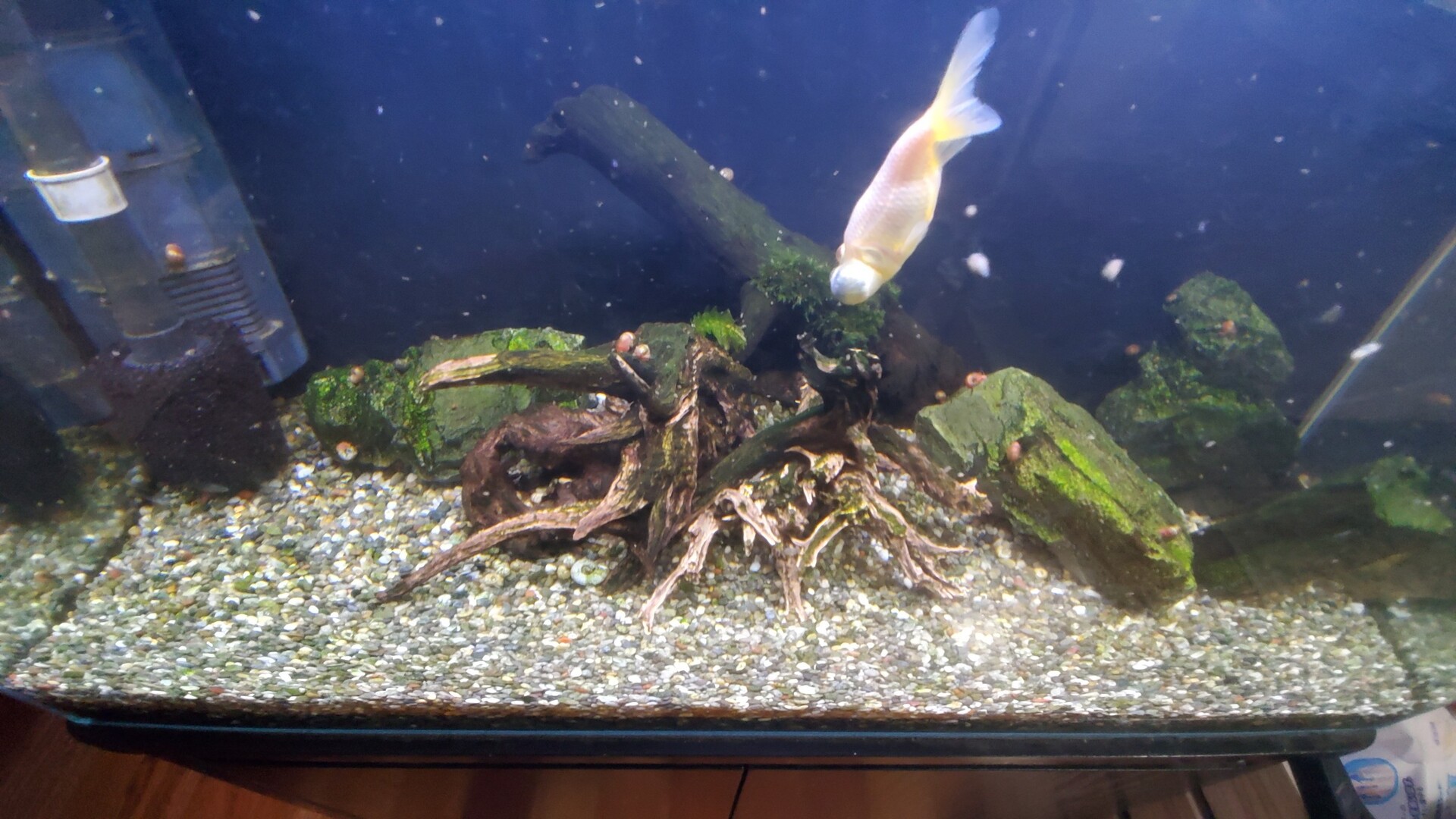 頂天眼が逆立ち病になってしまった 猪対策に有刺鉄線を敷設 庭池日記