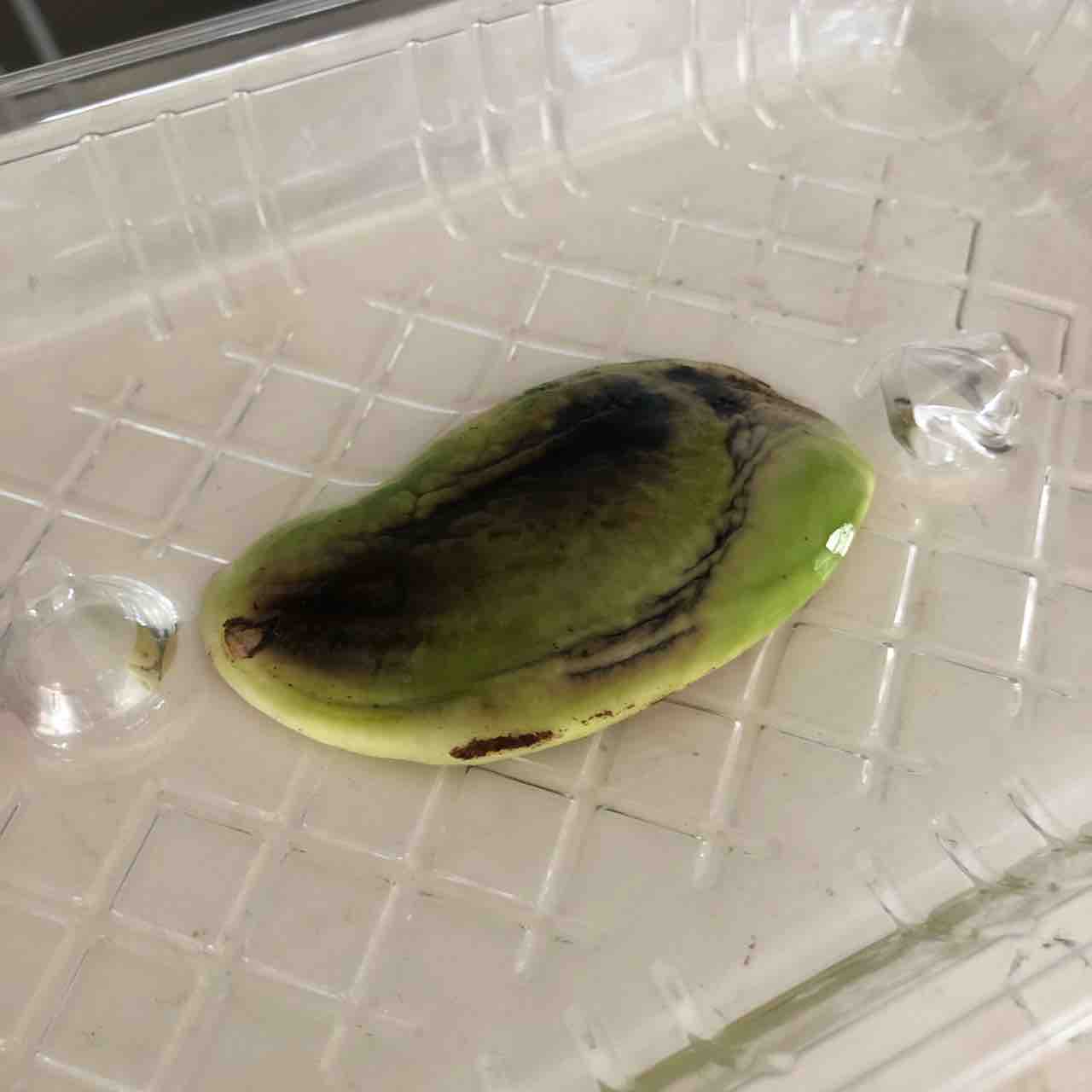 年 食べたマンゴーを種から育てる 母の前に人として成長したいブログ 年 食べたマンゴーを種から育てる 母の前に人として成長したいブログ