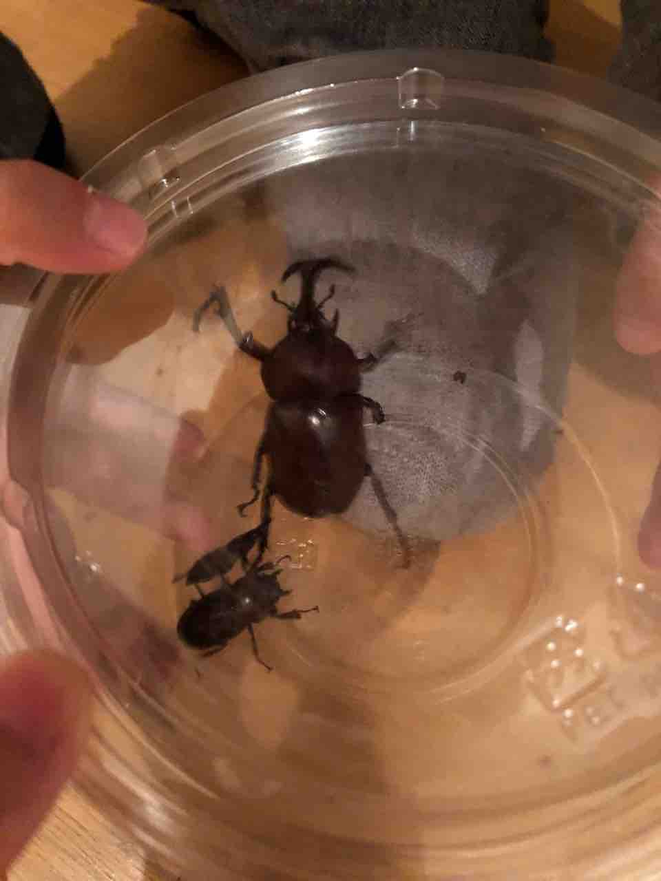 カブトムシ 母の前に人として成長したいブログ