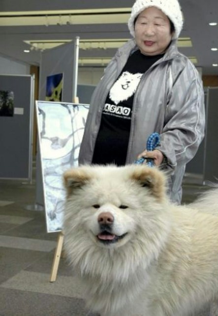 ブサかわ犬 わさおクン 惚け爺のたわごと