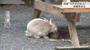 ウサギあげます 佐渡の寺 雑草対策が増えすぎちゃって困るの Wktk ワクテカ Story