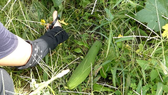 ヘチマの葉でお茶 畑レシピ 自然農