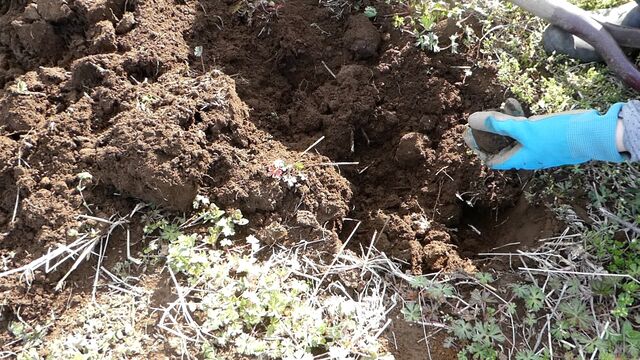 里芋の植え付け 家庭菜園はじめよう 自然農法 畑を楽しむ 12ヶ月