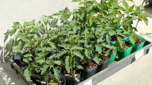 トマトの苗 植え方のコツ 家庭菜園はじめよう 自然農法 畑を楽しむ 12ヶ月