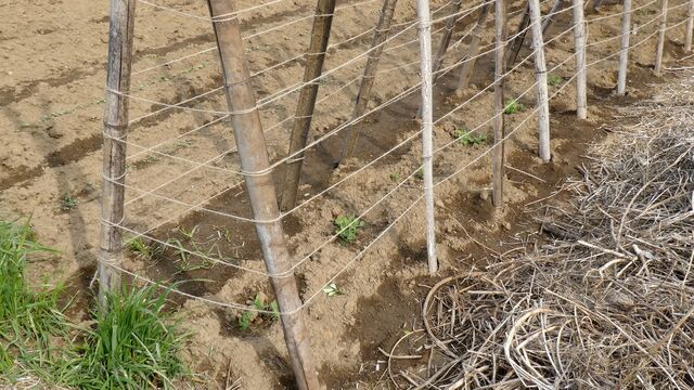 絹さや スナップエンドウの育て方のコツ 家庭菜園はじめよう 自然農法 畑を楽しむ 12ヶ月
