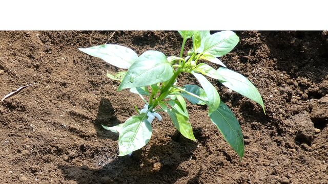 ピーマンの苗 植え方コツ 家庭菜園はじめよう 自然農法 畑を楽しむ 12ヶ月 ピーマンの苗 植え方コツ 家庭菜園はじめよう 自然農法 畑を楽しむ 12ヶ月