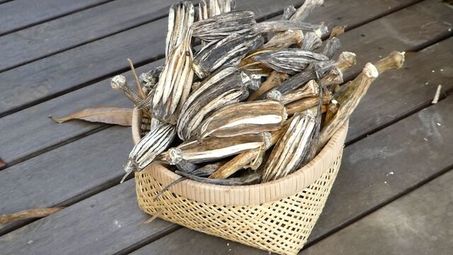 オクラタネとり オクラコーヒー 家庭菜園はじめよう 自然農法 畑を楽しむ 12ヶ月