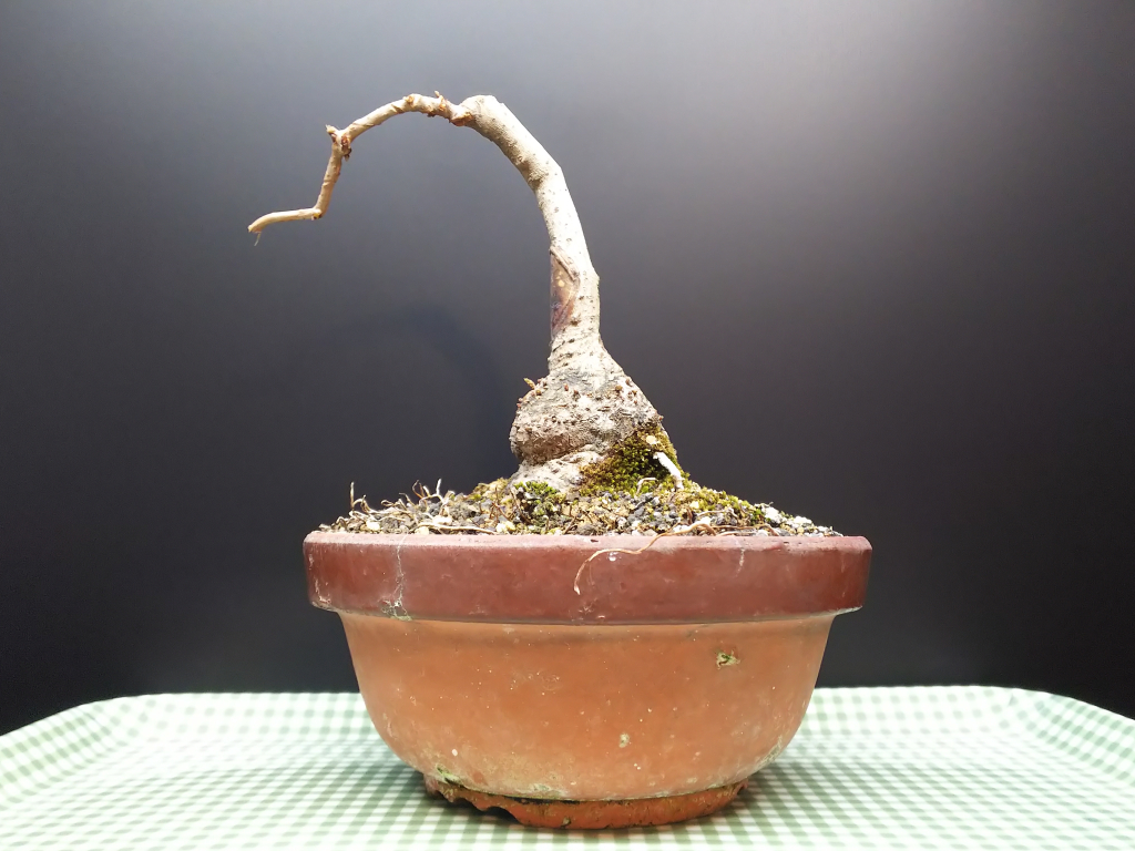 根張り劇的before After Bon Bonsai