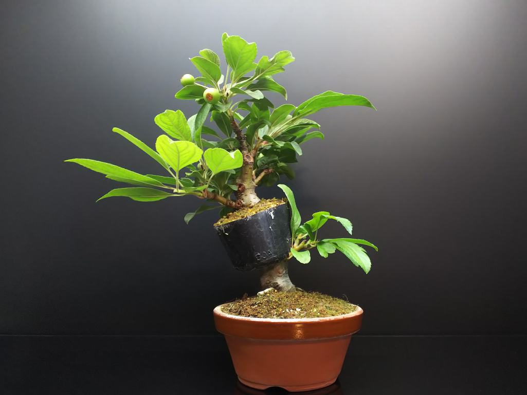 深山カイドウの葉と姫りんごの実 : Bon Bonsai 深山カイドウの葉と姫りんごの実 : Bon Bonsai
