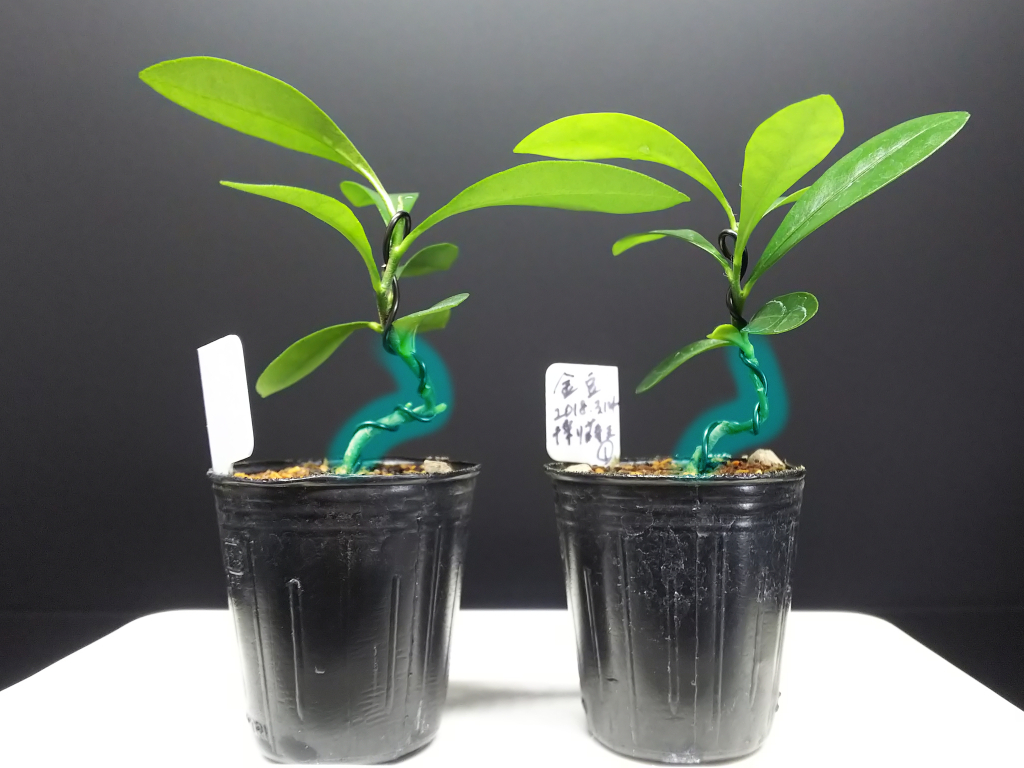 超初心者による超初心者向け実生苗曲入れ講座 Bon Bonsai 超初心者による超初心者向け実生苗曲入れ講座 Bon Bonsai