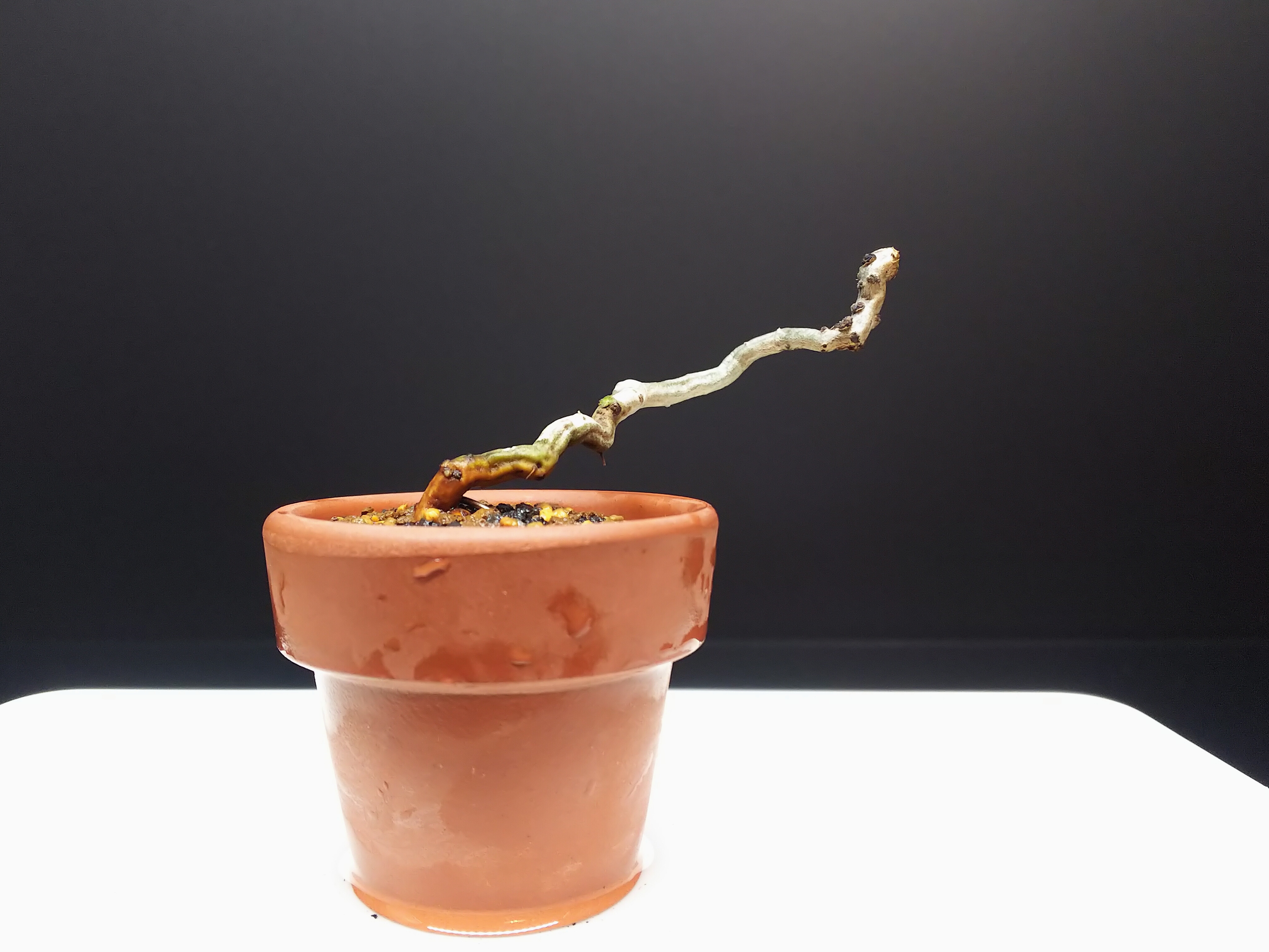 青つづら藤をちょんぱして植え替える Bon Bonsai