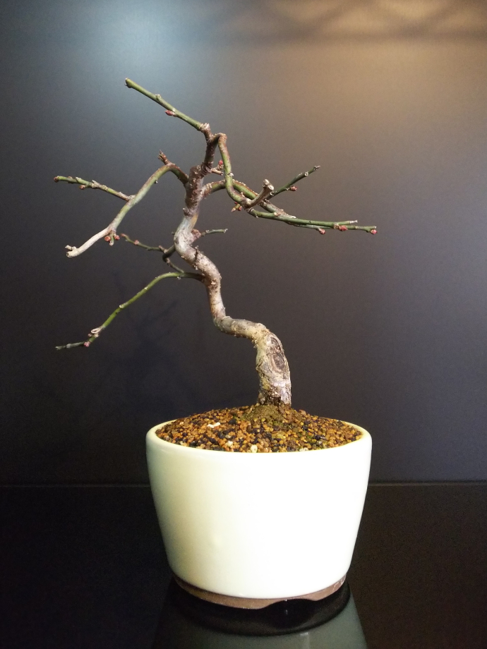 梅の花芽 膨らむ Bon Bonsai 梅の花芽 膨らむ Bon Bonsai