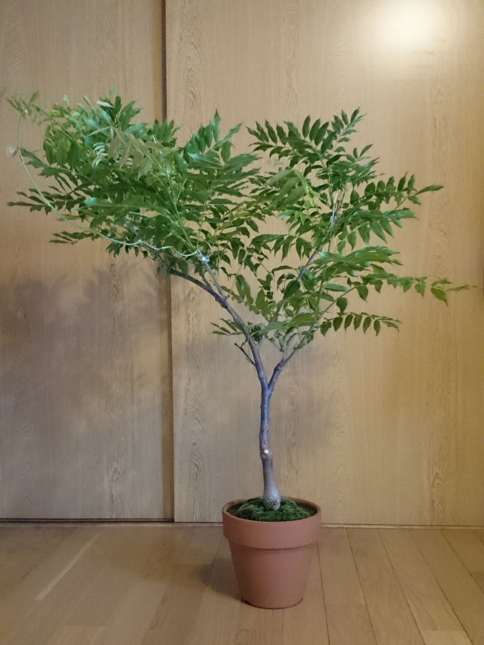 藤は今が曲げ時 Bon Bonsai 藤は今が曲げ時 Bon Bonsai