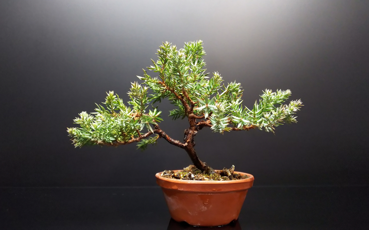 植え替え前の姫ソナレのお手入れと国風展のソナレ : Bon Bonsai