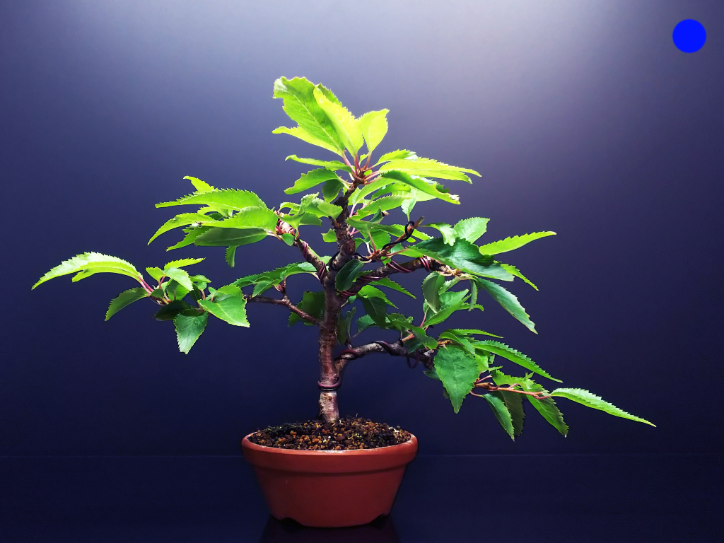 Sns向け盆栽写真の加工と合成方法 Bon Bonsai Sns向け盆栽写真の加工と合成方法 Bon Bonsai