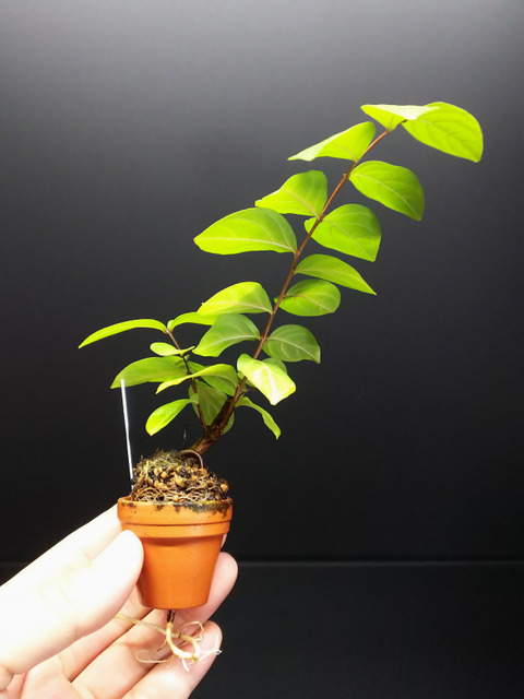 2019091405サルスベリ夏祭り挿し木1