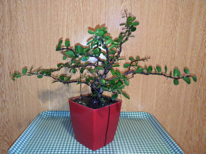 無事結実し始めたのに剪定されちゃうハリツルマサキ Bon Bonsai