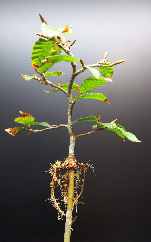 結局ブナの取り木を切り離す Bon Bonsai