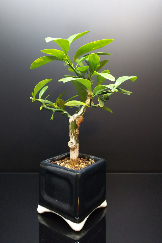叩いたキンズのその後と実生苗の曲入れ Bon Bonsai 叩いたキンズのその後と実生苗の曲入れ Bon Bonsai