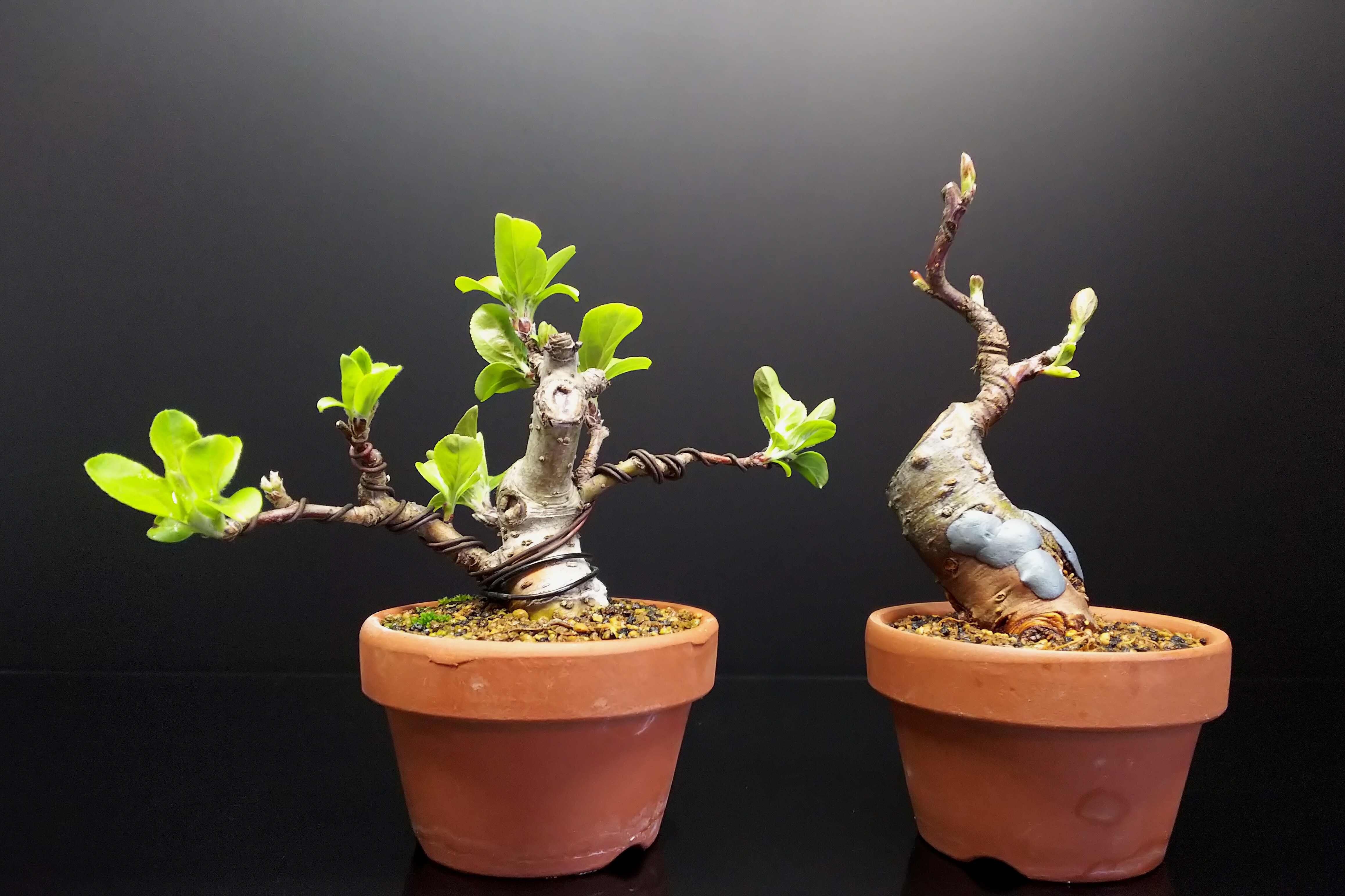 針金かけ時になったらしい深山カイドウ : Bon Bonsai