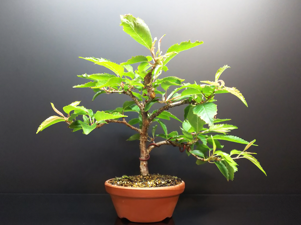 バラ科の剪定 鋏を消毒しながらなるべく一緒に作業 Bon Bonsai バラ科の剪定 鋏を消毒しながらなるべく一緒に作業 Bon Bonsai