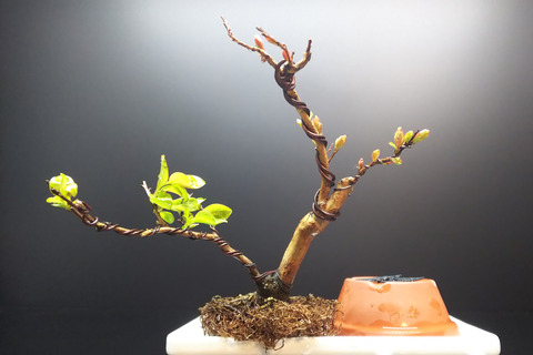 2020032904サルスベリ夏祭り植え替え4