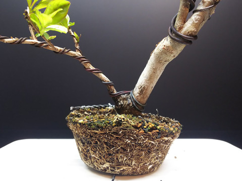 2020032903サルスベリ夏祭り植え替え3