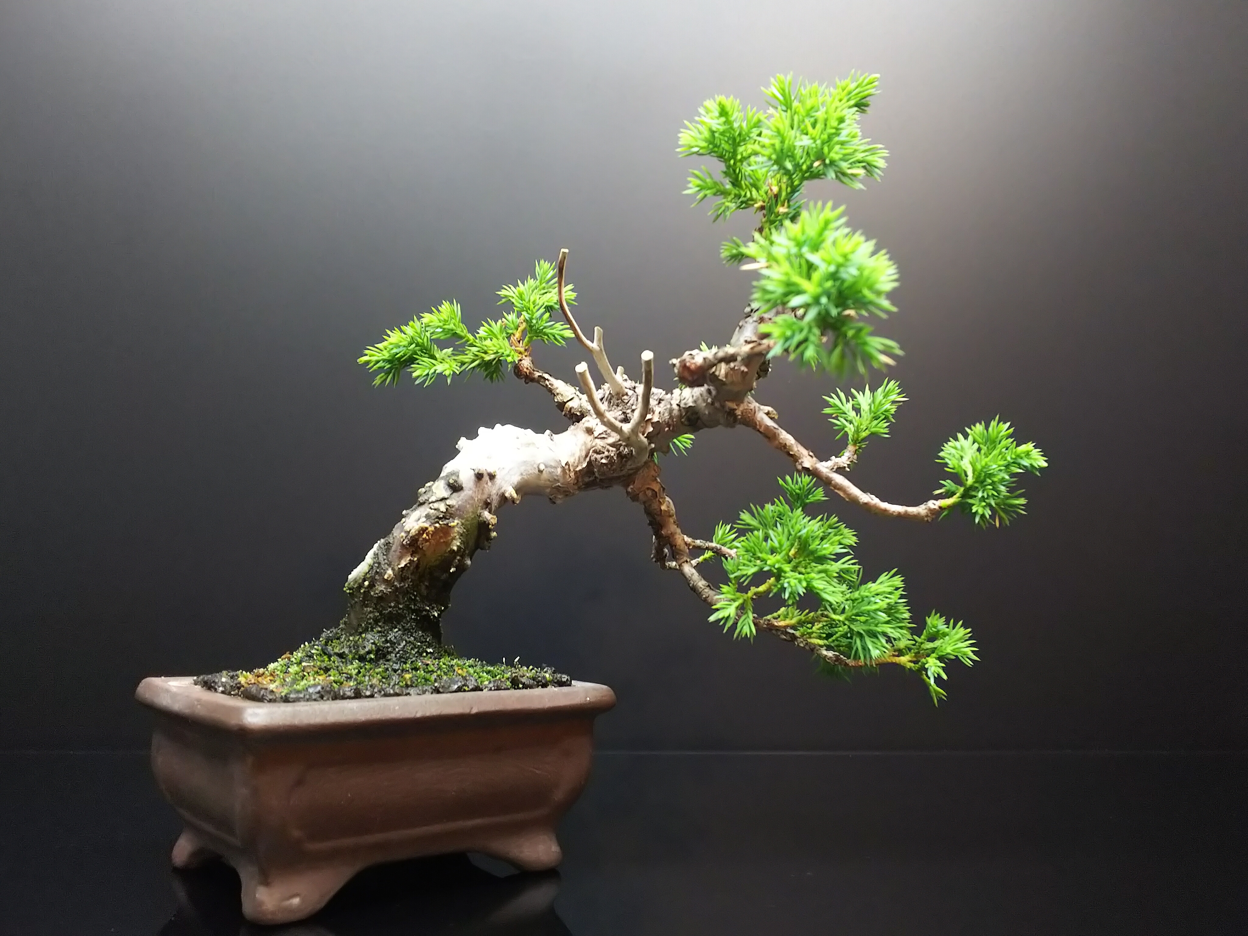 糸魚川真柏、杉葉から紐葉への回復の兆し : Bon Bonsai
