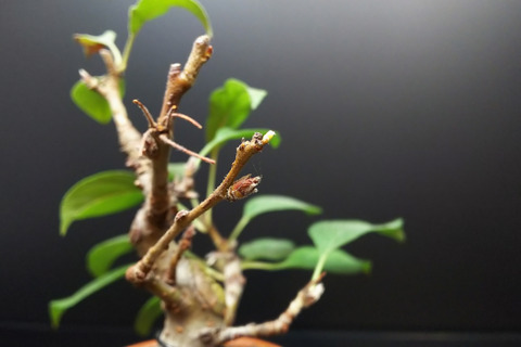 2019092204深山カイドウ3