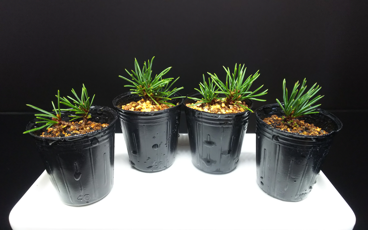 五葉松の挿し木たち Bon Bonsai