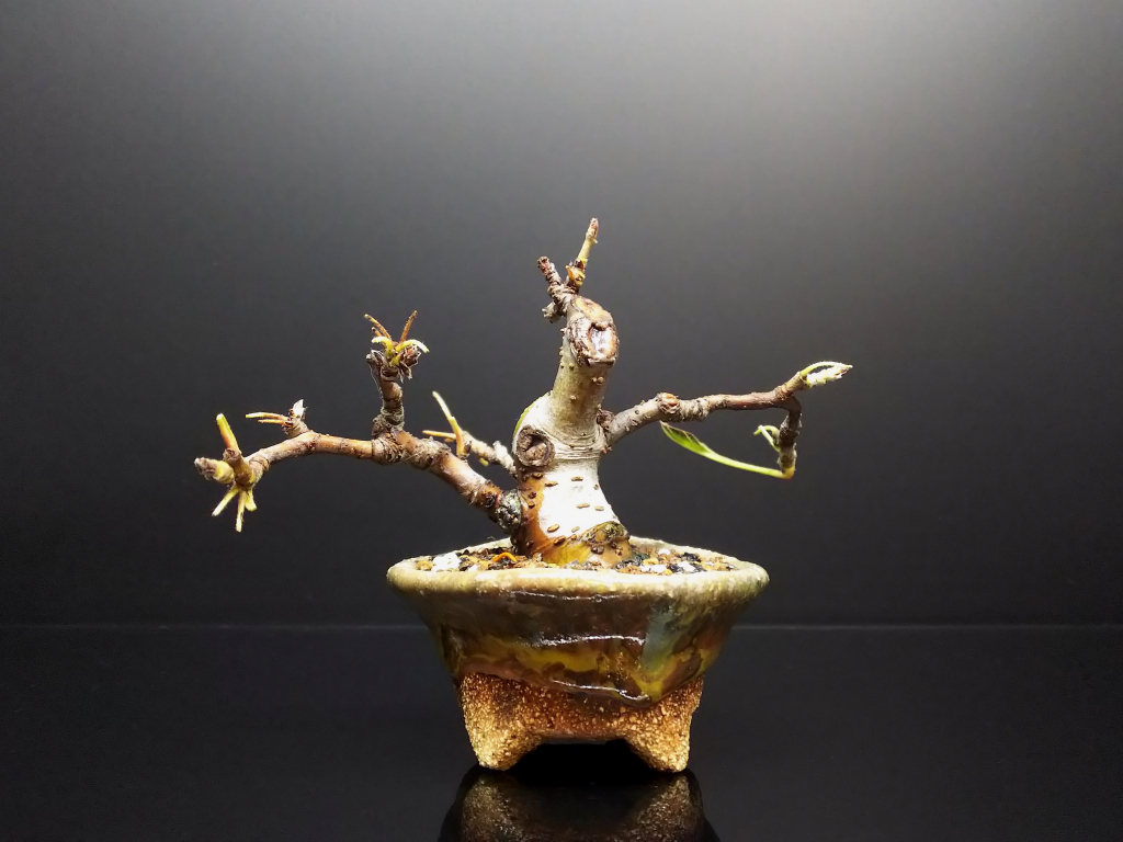 植え替えで大失敗 Bon Bonsai 植え替えで大失敗 Bon Bonsai