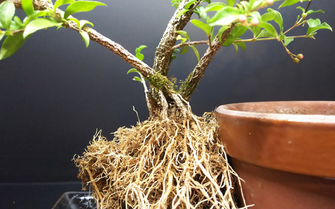 超大変だった台湾姫桜桃の植え替え【後編】 : Bon Bonsai 超大変だった台湾姫桜桃の植え替え【後編】 : Bon Bonsai
