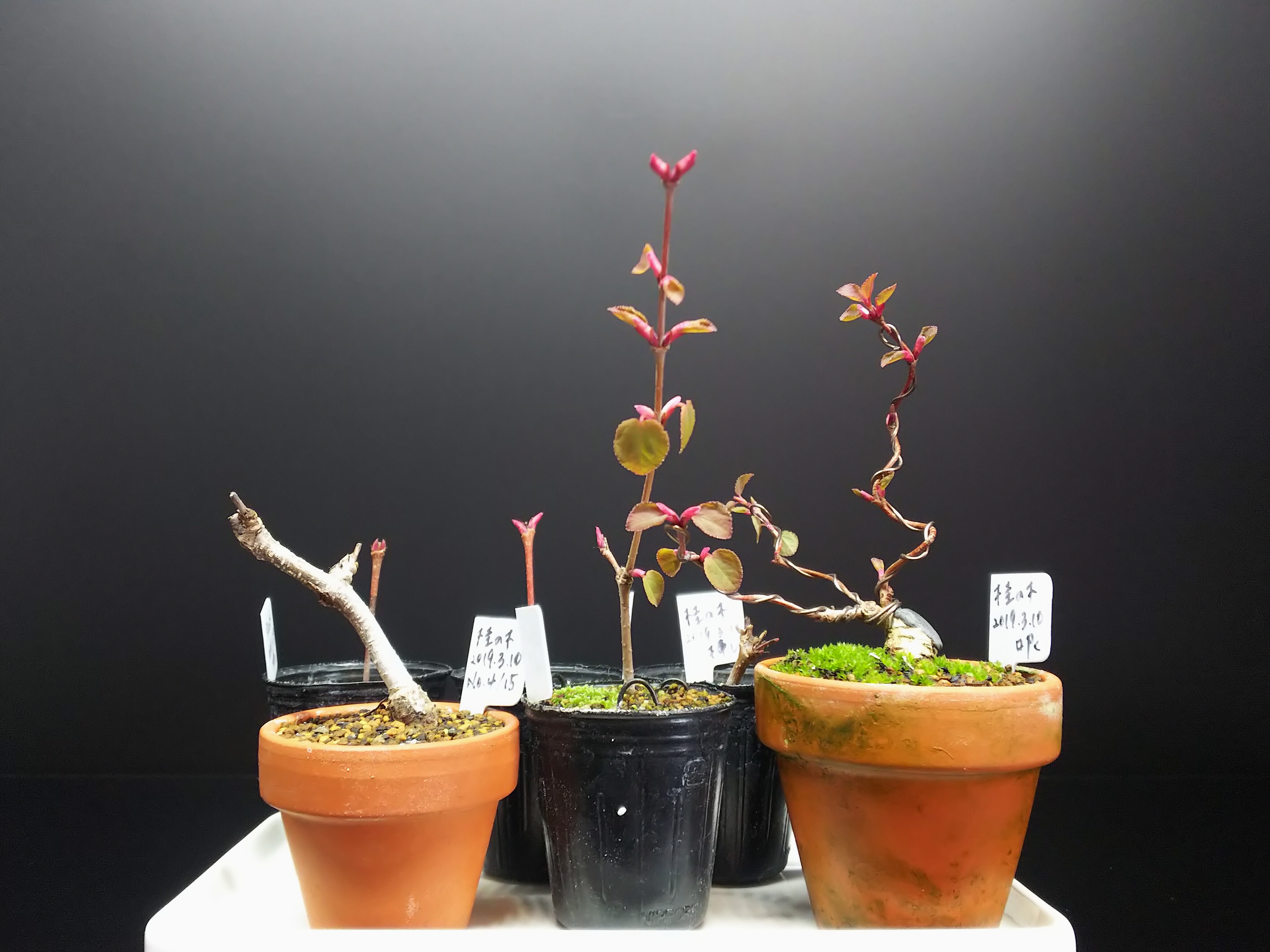 桂の木、植え替え間に合わず : Bon Bonsai