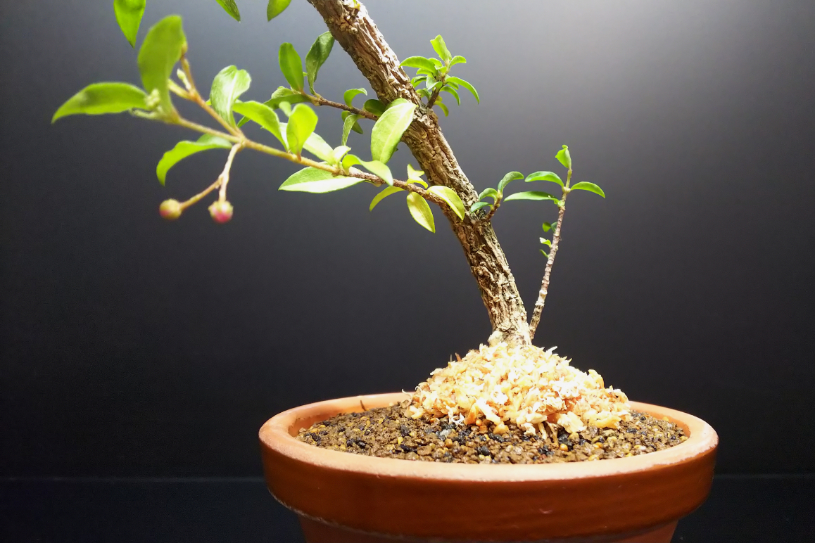 超大変だった台湾姫桜桃の植え替え【後編】 : Bon Bonsai 超大変だった台湾姫桜桃の植え替え【後編】 : Bon Bonsai