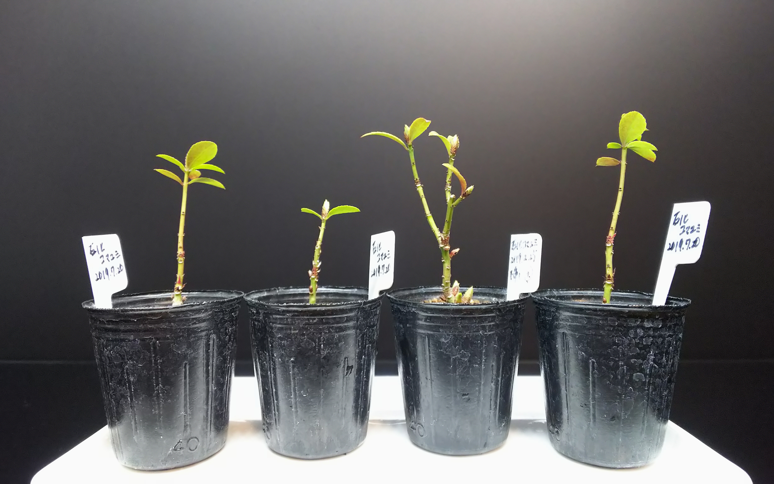 石化コマユミの豊満ボディと肥大した足元の作り方 : Bon Bonsai