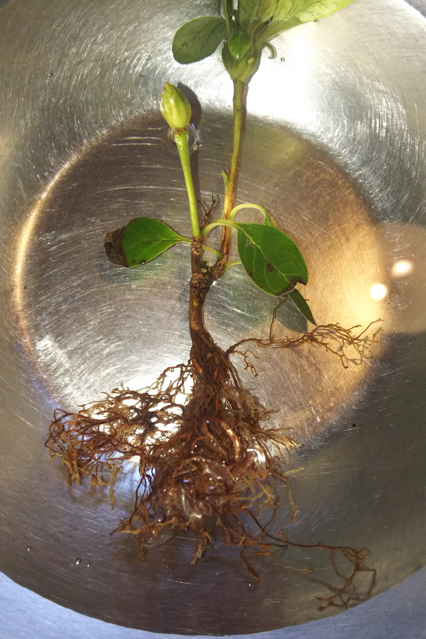 結局全てが植え替え及び鉢替えとなりました Bon Bonsai