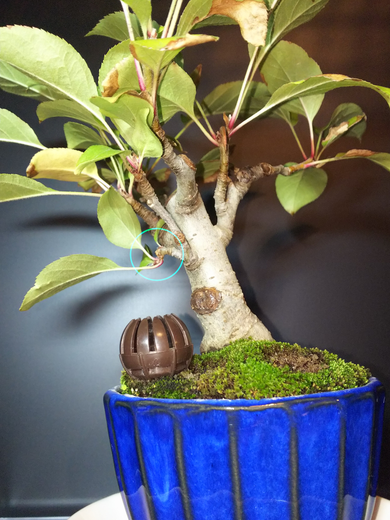 姫りんごの実を落とす Bon Bonsai 姫りんごの実を落とす Bon Bonsai